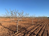 Floración del pistacho. Floración del pistacho.